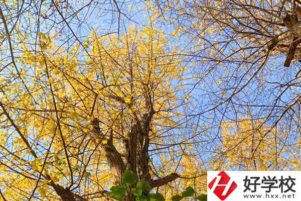 衡陽市瀟湘衛(wèi)生中等專業(yè)學(xué)校的專業(yè)就業(yè)方向如何？