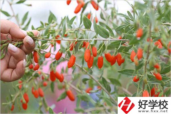 在湘西學(xué)中草藥栽培怎么樣？開(kāi)設(shè)此專(zhuān)業(yè)的學(xué)校有哪些？