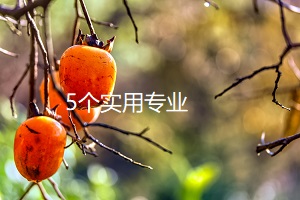5個(gè)實(shí)用專業(yè)